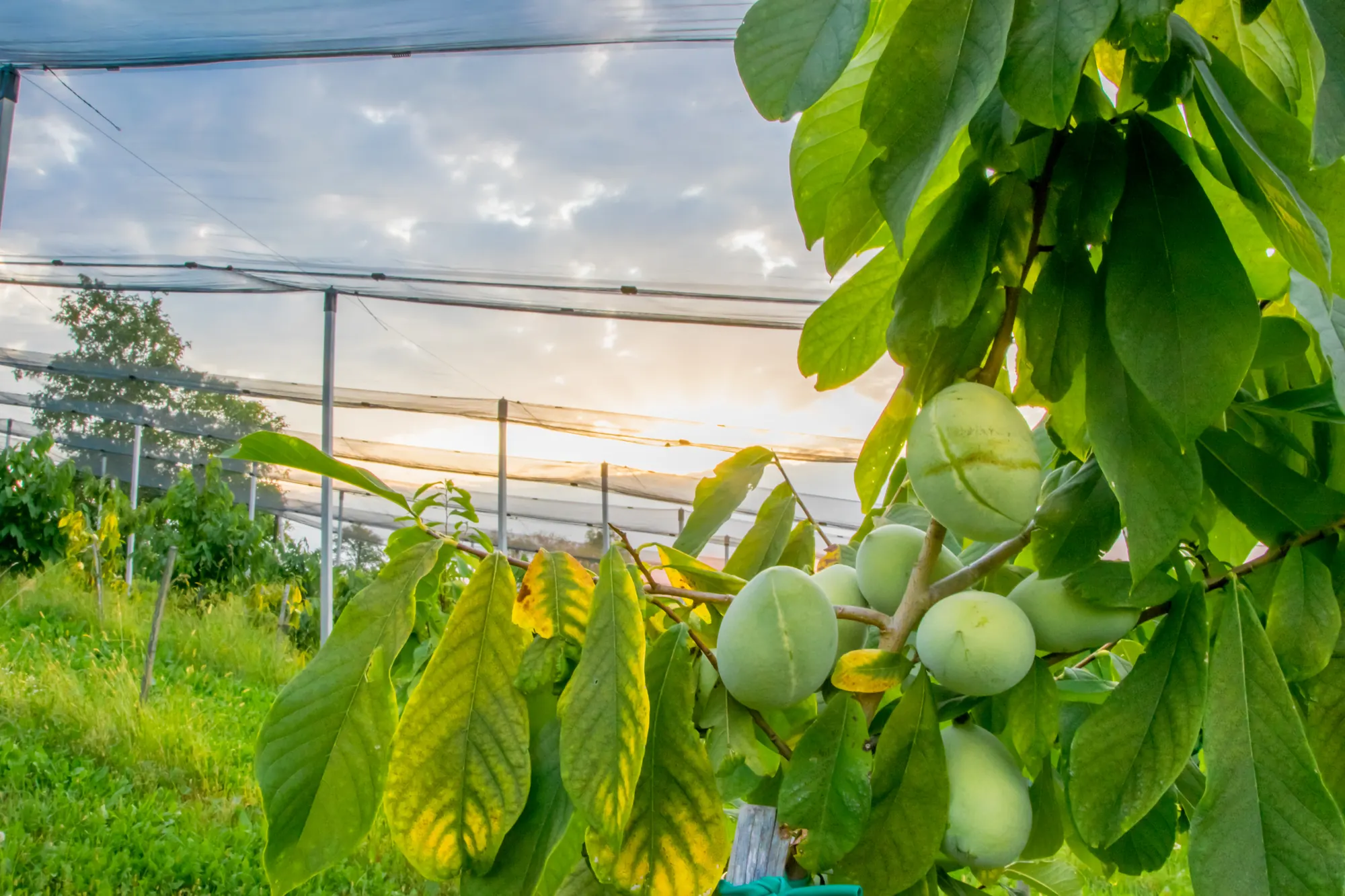 Reife Pawpaws am Ast unter dem Hagelnetz