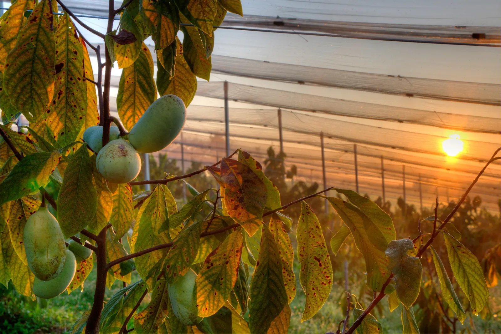 Pawpaws on the tree at sunrise