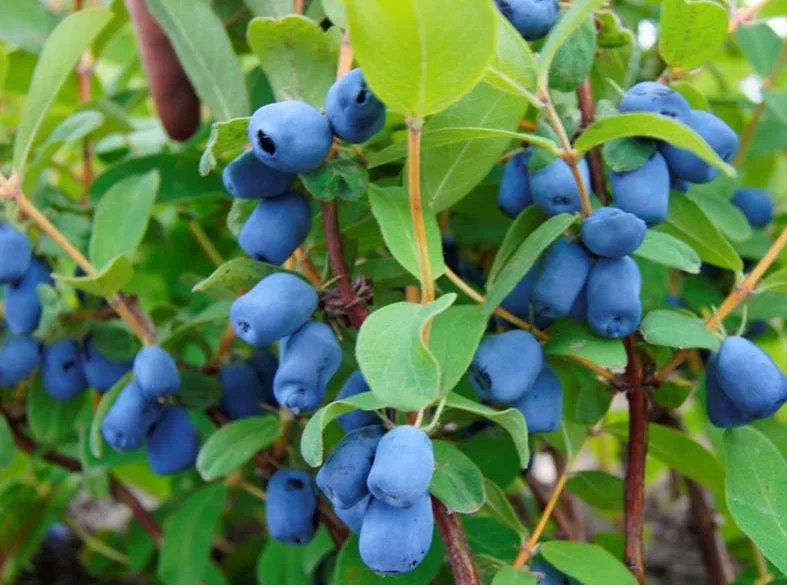 Haskap-Beeren am Strauch