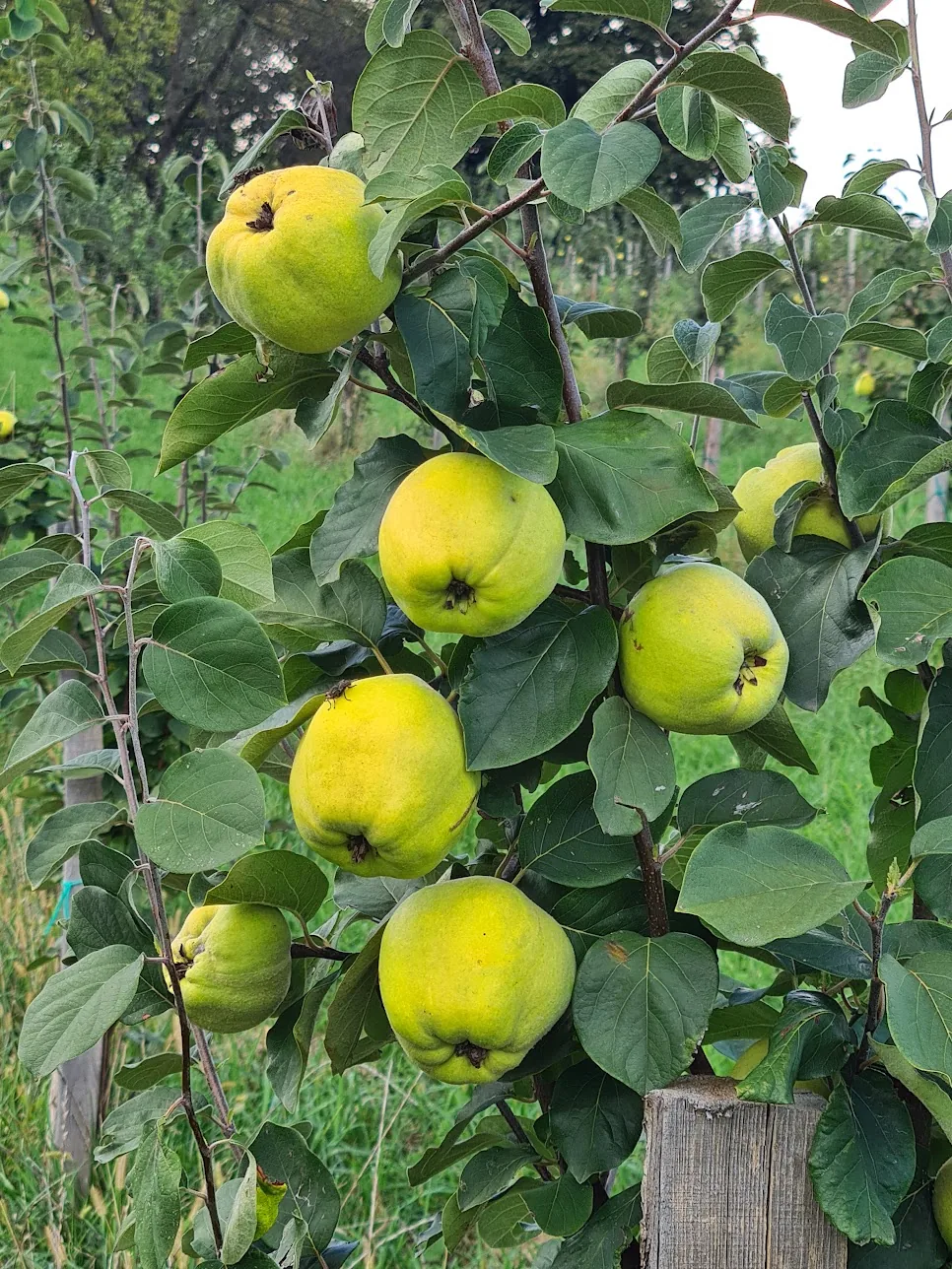 Reife Quitten am Baum in unserem Obstgarten