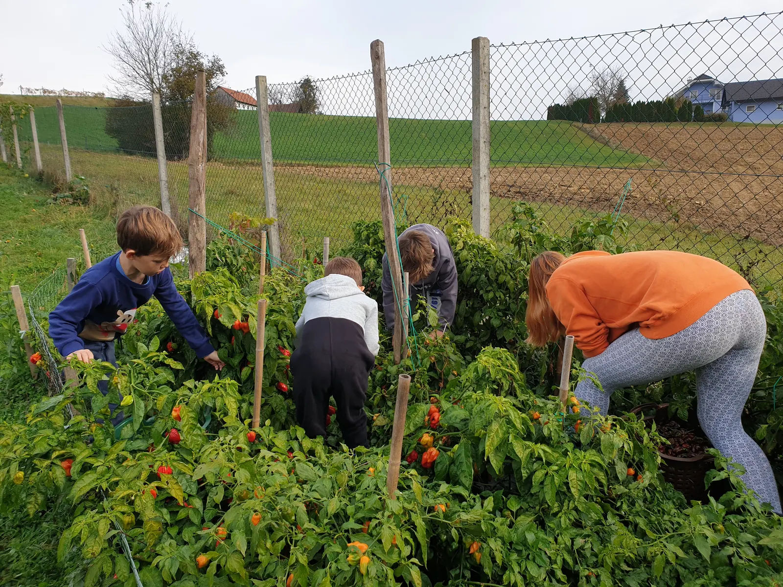 Paprikaernte für Chilisaucen auf dem Hof