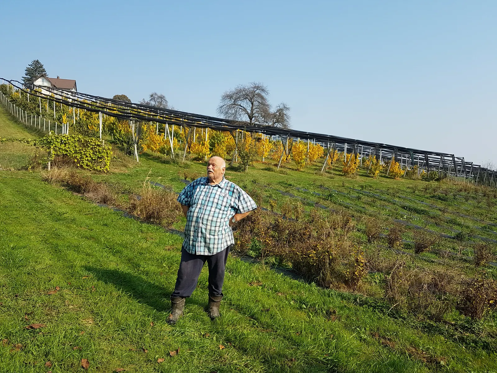 Franc Grošelj in the pawpaw orchard